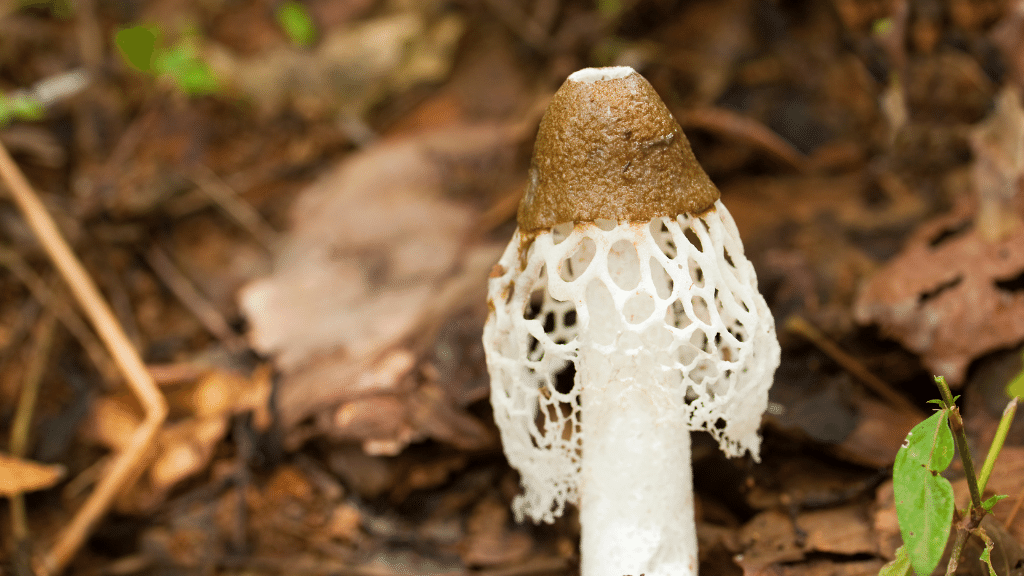 Are Mushrooms Aphrodisiacs A Complete Mushrooms for Sex Guide